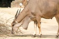 Standing brown common eland with spiral horns Royalty Free Stock Photo