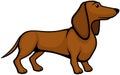 Standing Brown Dachshund Dog in Profile