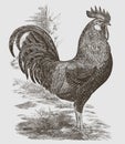 Standing brown Leghorn cock