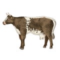 Standing brown milk cow in spots, side view Royalty Free Stock Photo