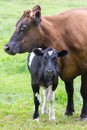 Standing brown mother cow with black and white calf