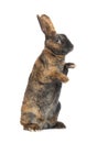 standing brown rabbit isolated on a white