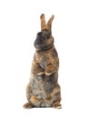 standing brown rabbit isolated on a white