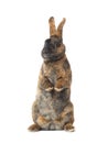 Standing brown rabbit isolated on a white
