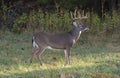 Standing Buck deer Royalty Free Stock Photo