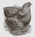 Standing buff cochin hen in side view