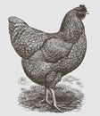 Standing buff Plymouth Rock hen