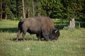 Standing buffalo (bison) feeding on grass