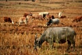 Standing buffalo eat the grass in the field