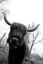 Standing buffalo on green dirty grass in park for cattle