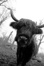 Standing buffalo on green dirty grass in park for cattle