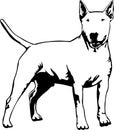 Standing bull terrier Royalty Free Stock Photo