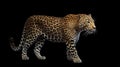 a standing calm jaguar artwork, ai generated image