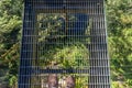 Standing on the Capilano Suspension Bridge Royalty Free Stock Photo