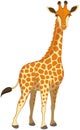 Standing Cartoon Giraffe