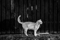 Standing cat in front of wooden fence in village