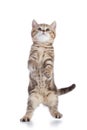 Standing cat kitten isolated on white background Royalty Free Stock Photo