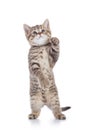 Standing cat kitten isolated on white background