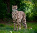 Standing cheetah Royalty Free Stock Photo