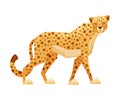 Standing Cheetah as African Large Cat with Long Tail and Black Spots on Coat Vector Illustration Royalty Free Stock Photo