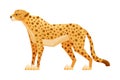 Standing Cheetah as African Large Cat with Long Tail and Black Spots on Coat Vector Illustration Royalty Free Stock Photo