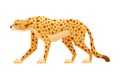 Standing Cheetah as African Large Cat with Long Tail and Black Spots on Coat Vector Illustration Royalty Free Stock Photo