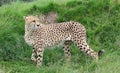 A standing cheetah Royalty Free Stock Photo