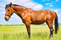 Standing chestnut colored horse on a pasture in the sunshine