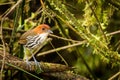 Standing Chestnut-crowned Antpitta