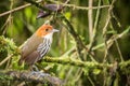 Standing Chestnut-crowned Antpitta