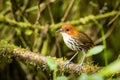 Standing Chestnut-crowned Antpitta