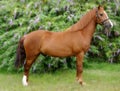 Standing Chestnut Horse