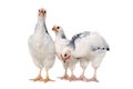 Standing chickens Royalty Free Stock Photo