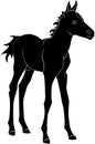 Standing Colt Silhouette Royalty Free Stock Photo