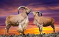 Standing couple of sheeps Royalty Free Stock Photo