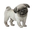 Standing cute little pug puppy.pets.little dog.watercolor illustration. Royalty Free Stock Photo