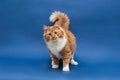 Standing cute white-orange cat looking at the camera Royalty Free Stock Photo