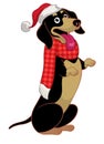 Standing Dachshund Dog Wearing Christmas Accessories