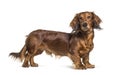 Standing dachshund looking at the camera Royalty Free Stock Photo