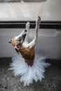 Standing dancing Dog wearing classical white ballet tutu skirt against the background of large window. Royalty Free Stock Photo