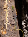 Â´The Standing day gecko, sits on the cracked bark of a tree. Zombitse-Vohibasia National Park Madagascar wildlife