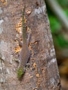 Â´The Standing day gecko, i, sits on the cracked bark of a tree. Zombitse-Vohibasia National Park Madagascar wildlife