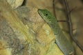 Standing day gecko