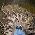 Standing on dead tree roots Royalty Free Stock Photo