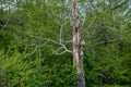 Standing Deadwood Tree 2