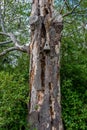 Standing Deadwood Tree 3