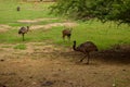 Standing Deer and Ostrich Birds Feeding in Jungle/Zoo Park,wildlife Stock Photograph Image Royalty Free Stock Photo