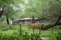 Standing Deer group in Jungle Zoological park Stock Photograph Image