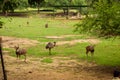 Standing Deer and Ostrich Birds Feeding in Jungle/Zoo Park,wildlife Stock Photograph Image Royalty Free Stock Photo