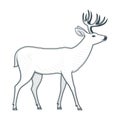 Standing deer vintage illustration